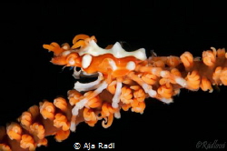Whip Coral Crab (Xenocarcinus) by Aja Radl 